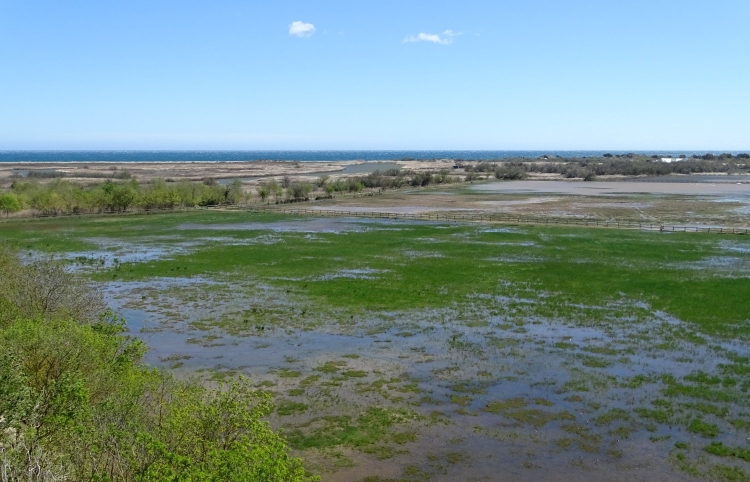 Marais_Aiguamolls avril photo CéF